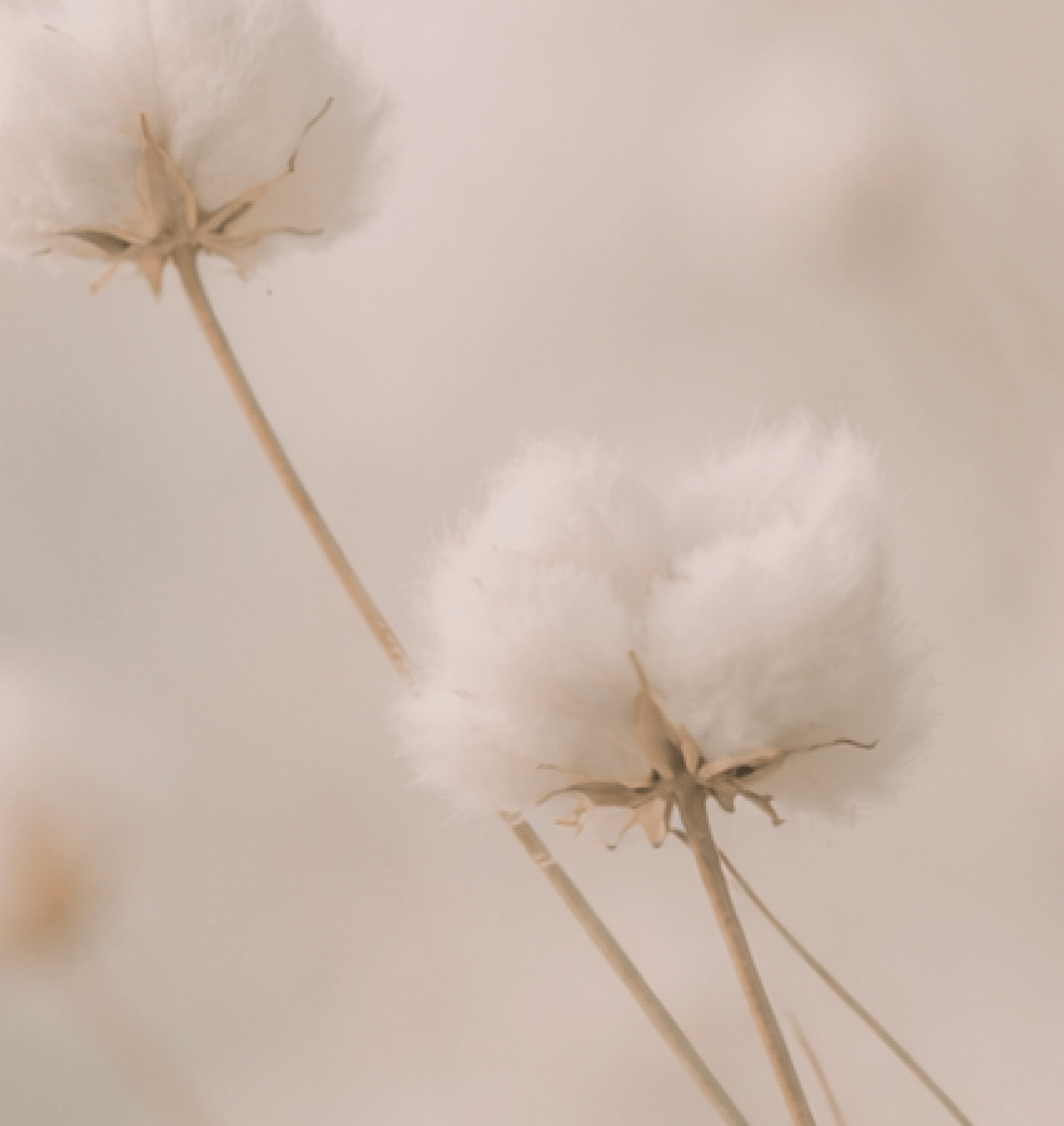 Soft-focus close-up of delicate white cotton stems against a neutral background