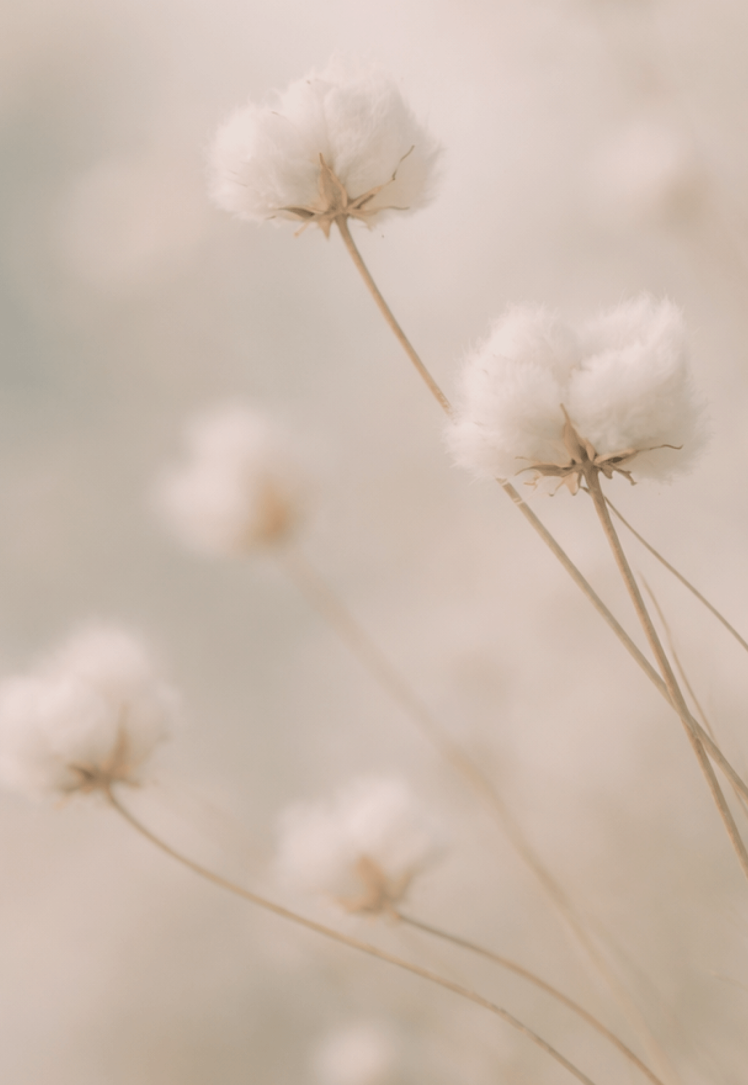 Soft-focus close-up of delicate white cotton stems against a neutral background